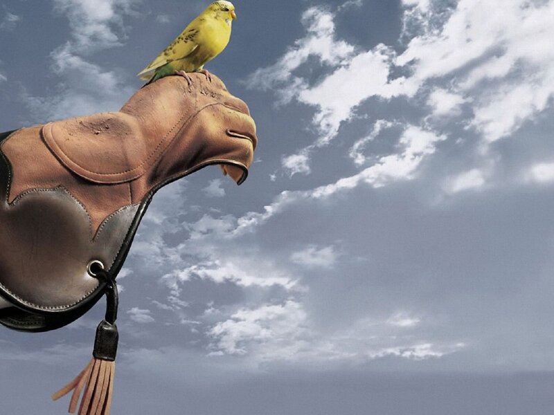 Yellow Bird on Glove