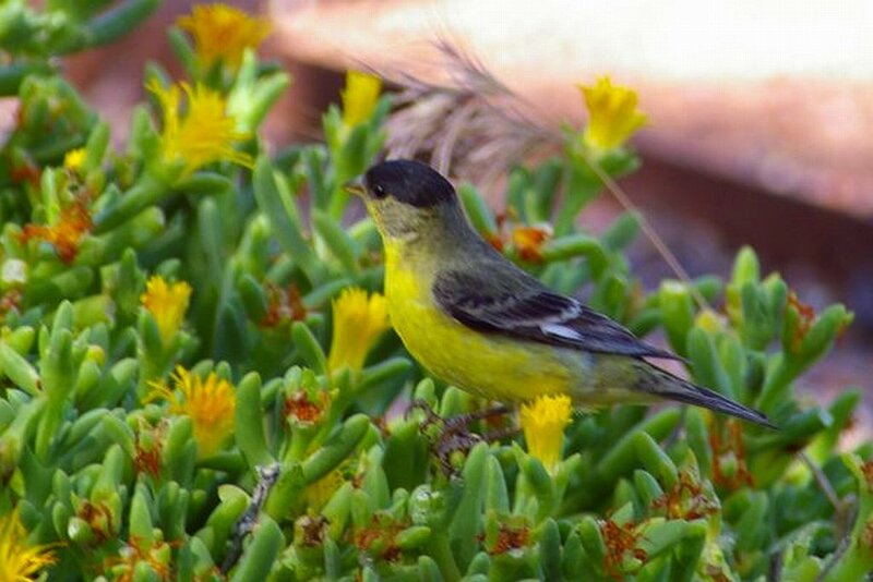 Yellow Bird on Green Plant