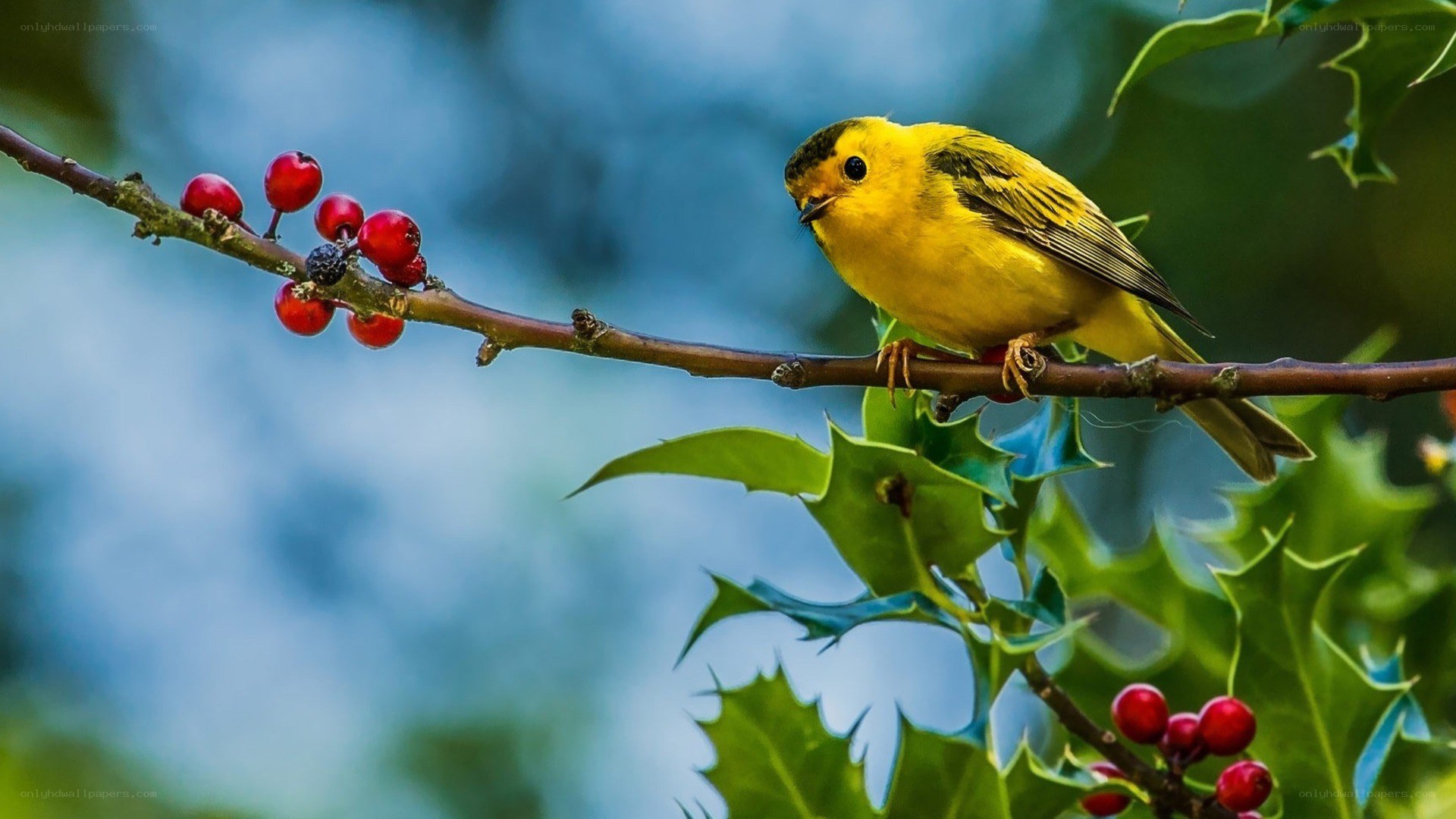 Yellow bird on holly branch