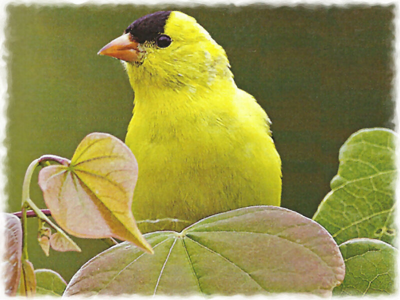 Yellow Bird on Leaf