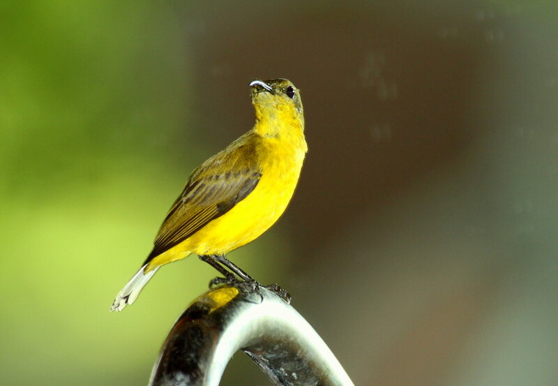 Yellow Bird on Metal