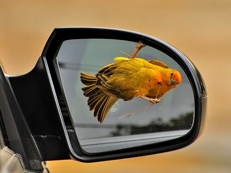 Yellow Bird on Mirror