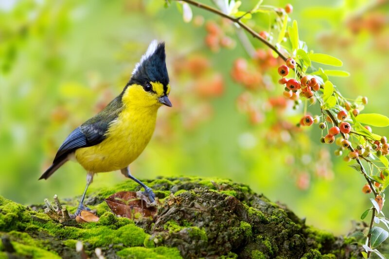 Yellow Bird on Moss — Serene