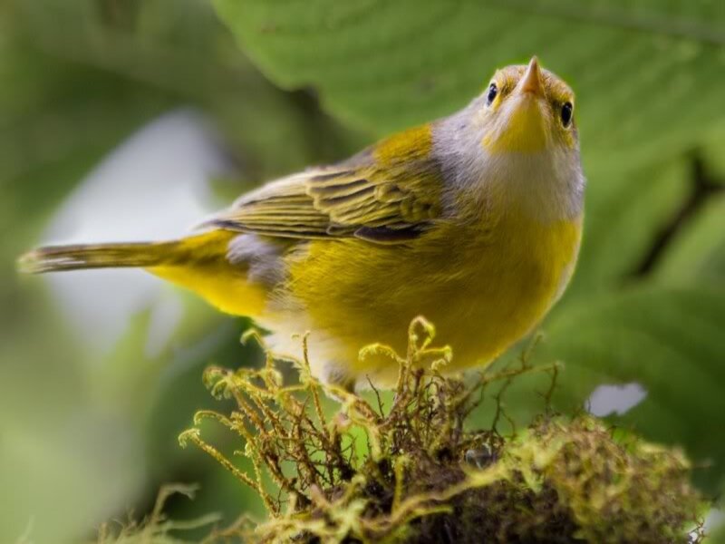 Yellow Bird on Moss