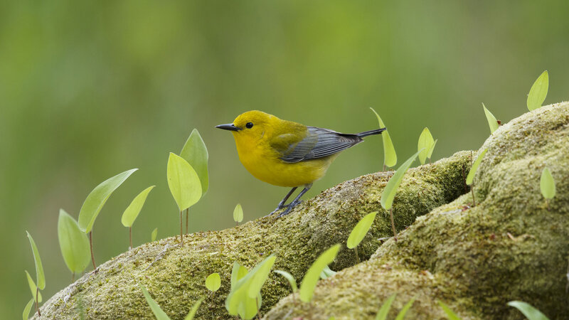 Yellow Bird on Mossy Rock