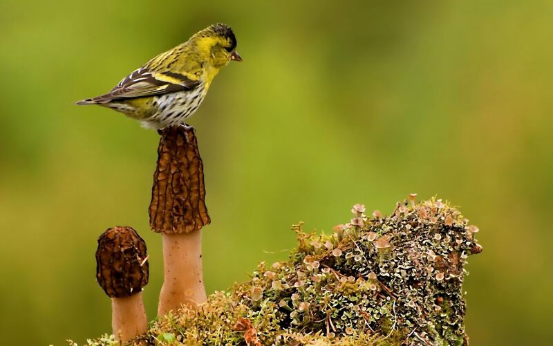 Yellow Bird on Mushroom — Green