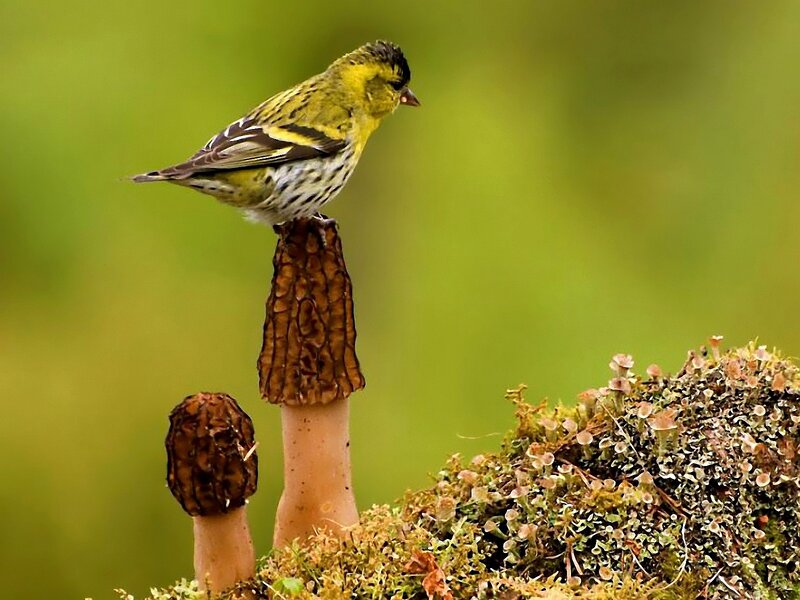 Yellow Bird on Mushroom
