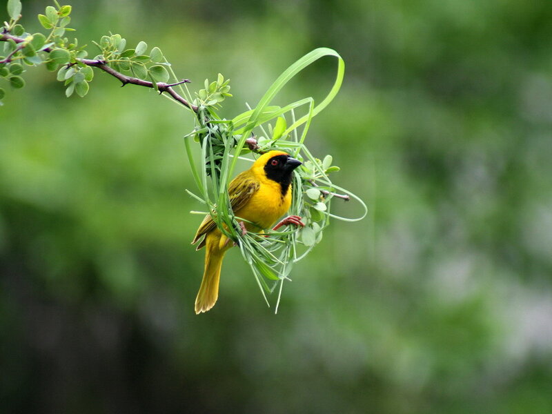 Yellow Bird on Nest