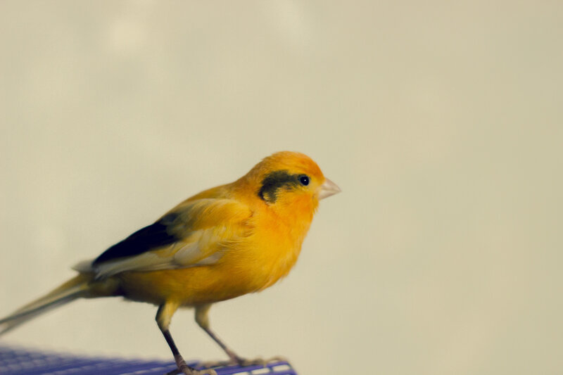 Yellow Bird on Perch