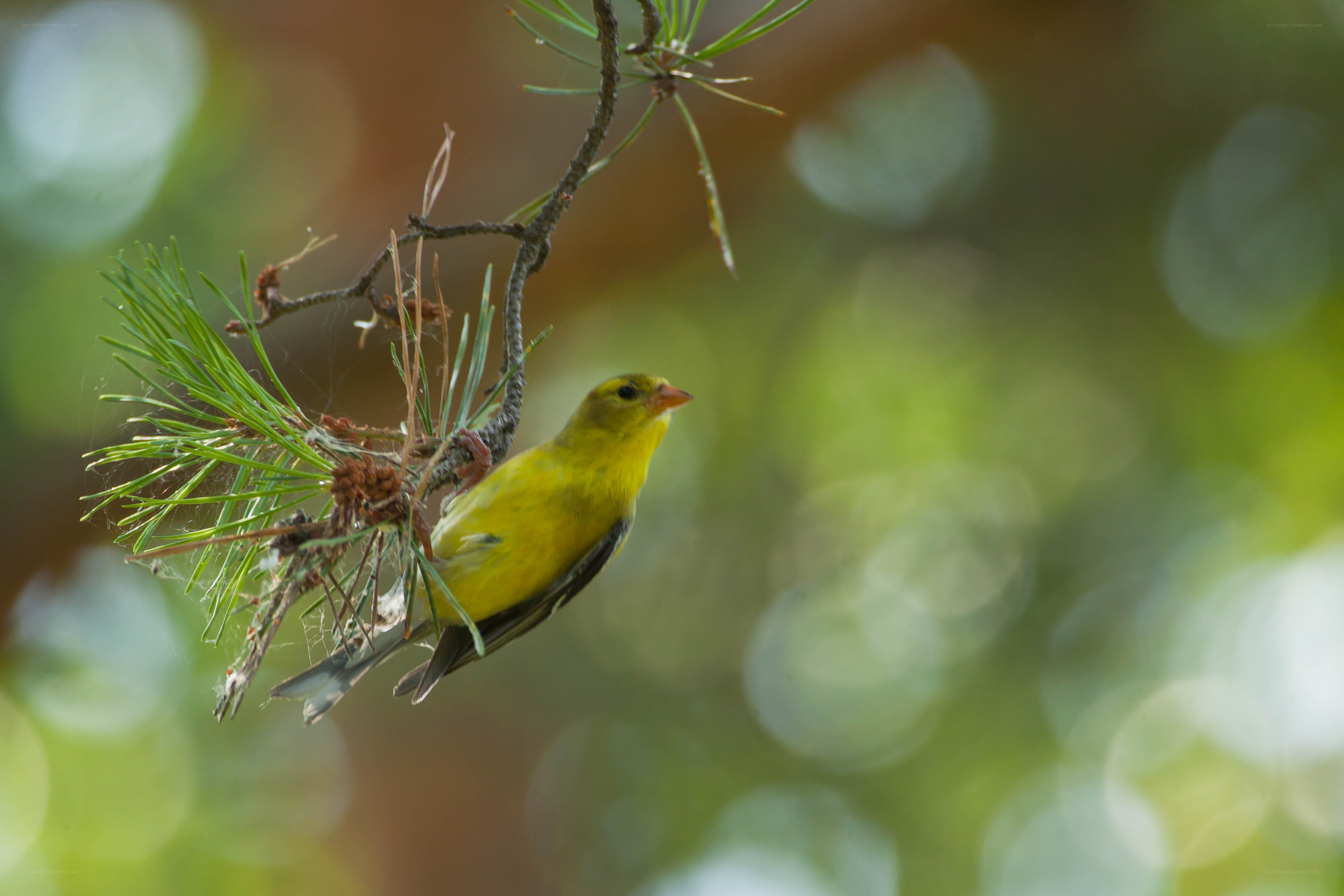 Yellow bird on pine branch