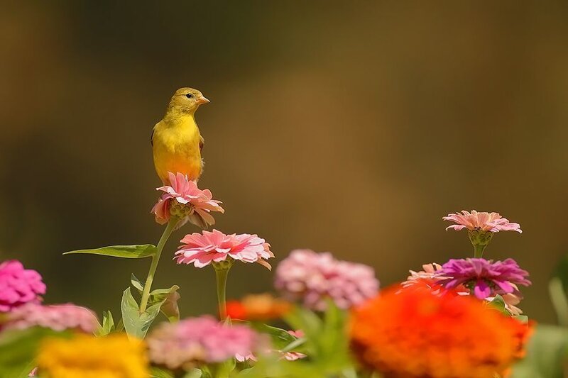Yellow bird on pink flower