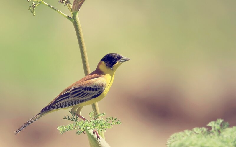 Yellow Bird on Plant — Calm