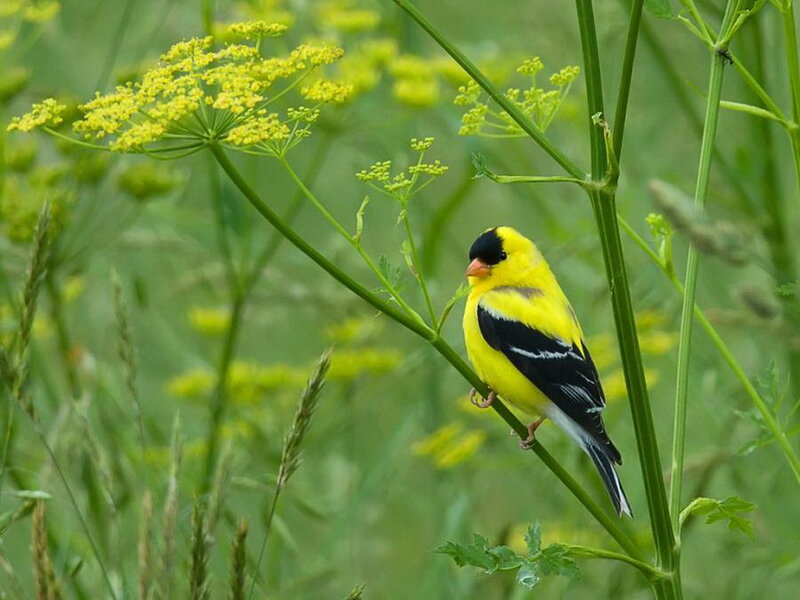 Yellow Bird on Plant — Natural