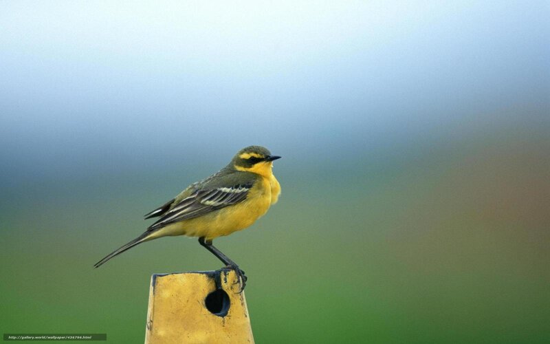 Yellow Bird on Post — Calm