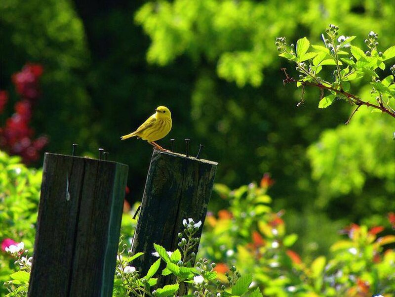 Yellow Bird on Post — Serene