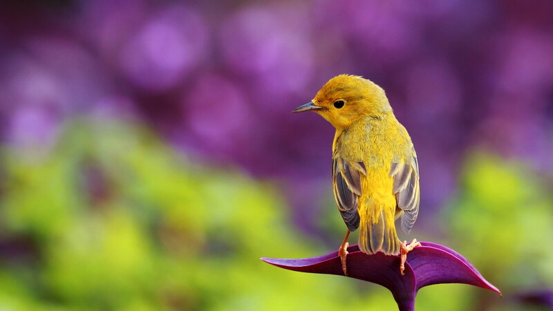 Yellow Bird on Purple Flower — Serene