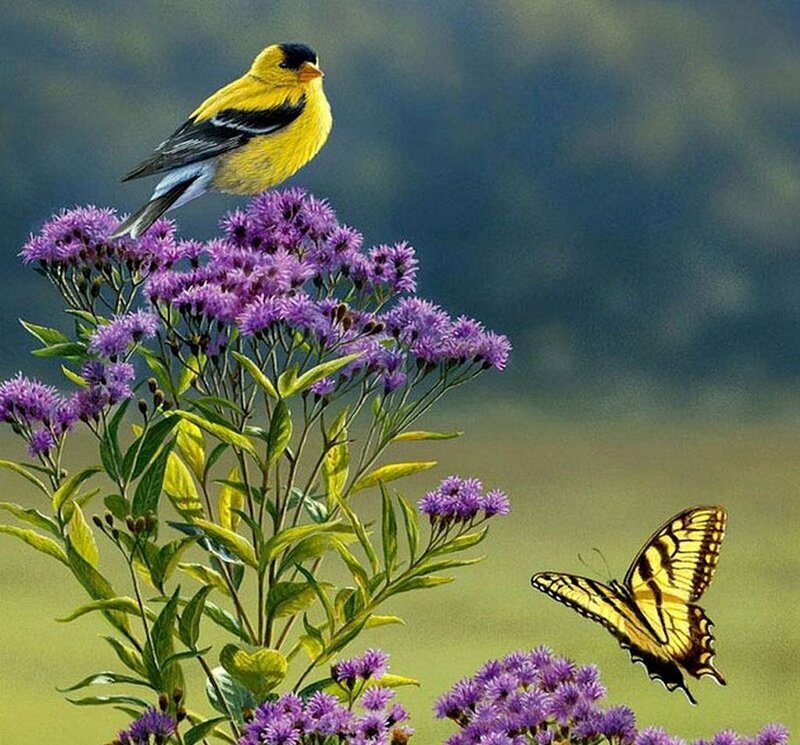 Yellow Bird on Purple Flowers — Serene