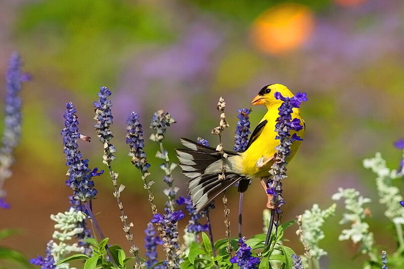 Yellow Bird on Purple Flowers