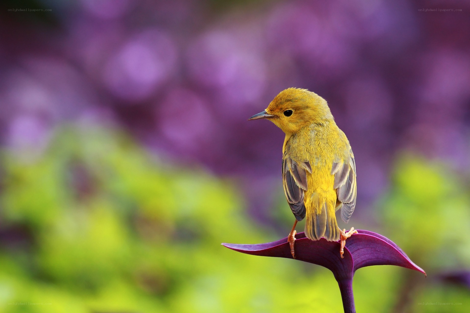 Yellow bird on purple leaf