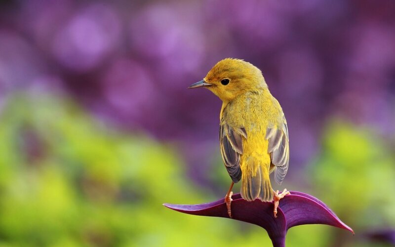 Yellow Bird on Purple Leaf — Serene, Morning
