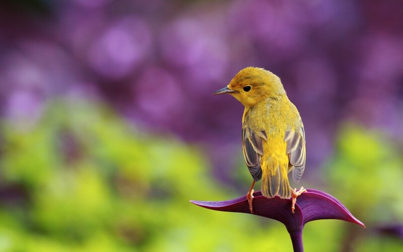 Yellow Bird on Purple Leaf — Serene, Photograph