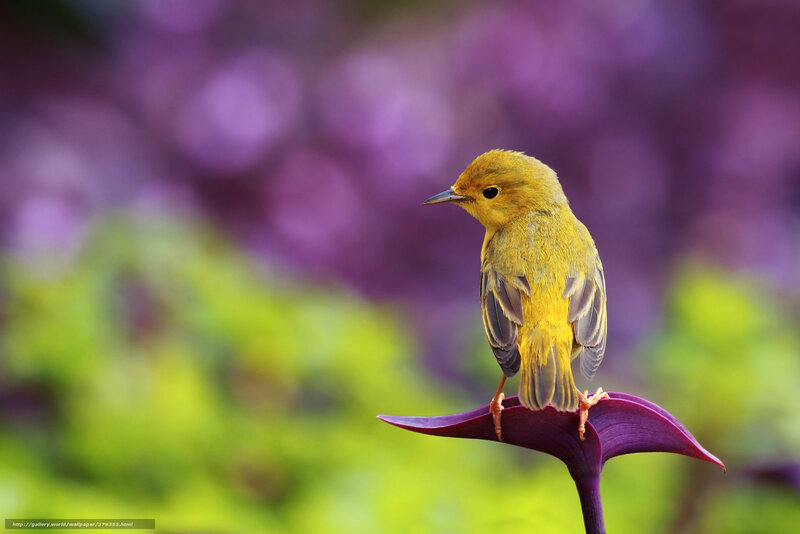 Yellow Bird on Purple Leaf — Serene, Spring, Photograph