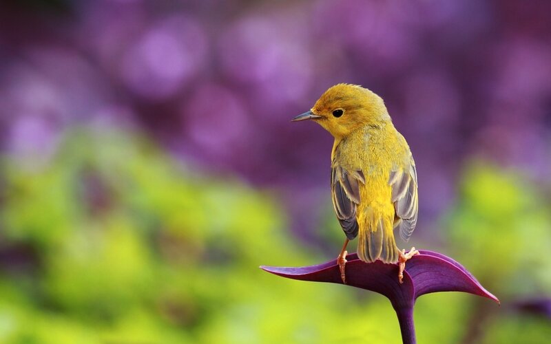 Yellow Bird on Purple Leaf — Serene, Spring
