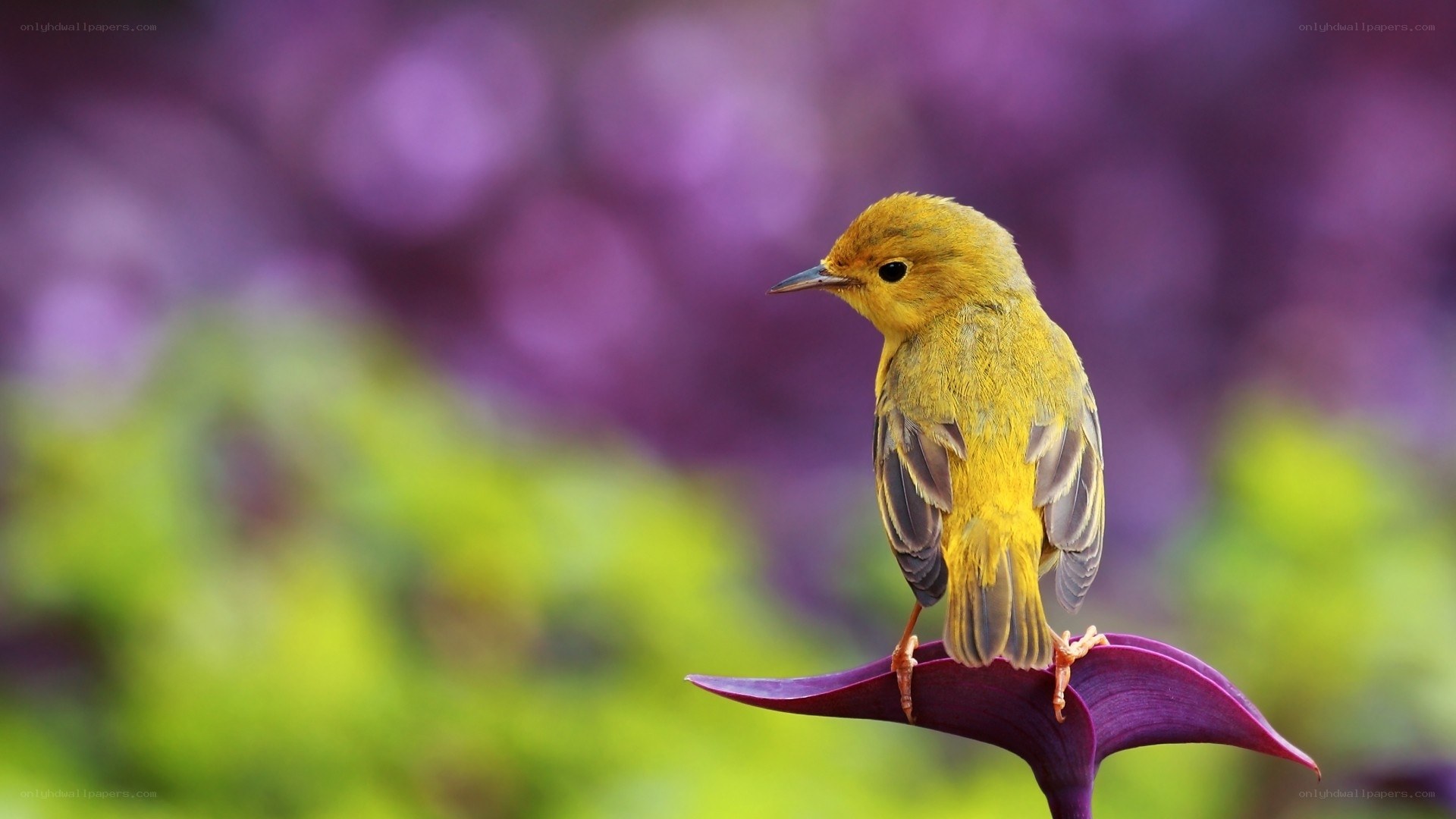 Yellow bird on purple leaf