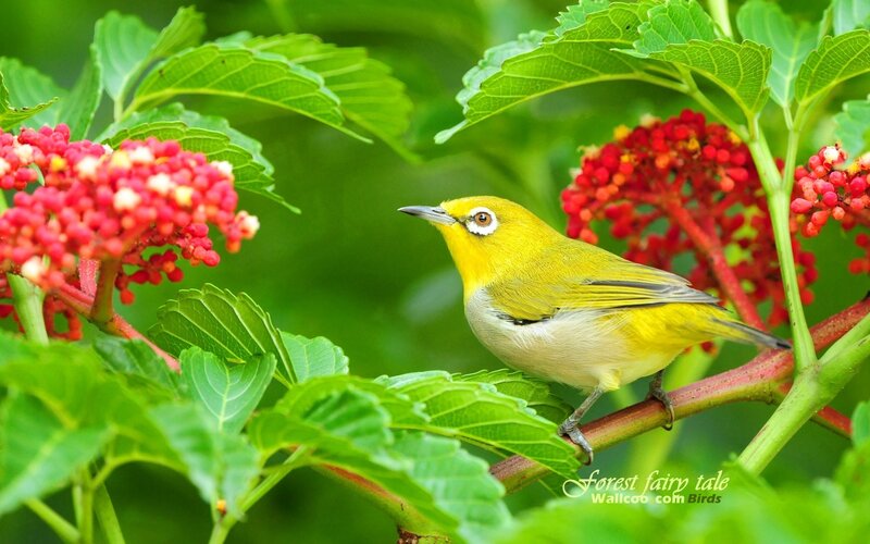 Yellow bird on red berries
