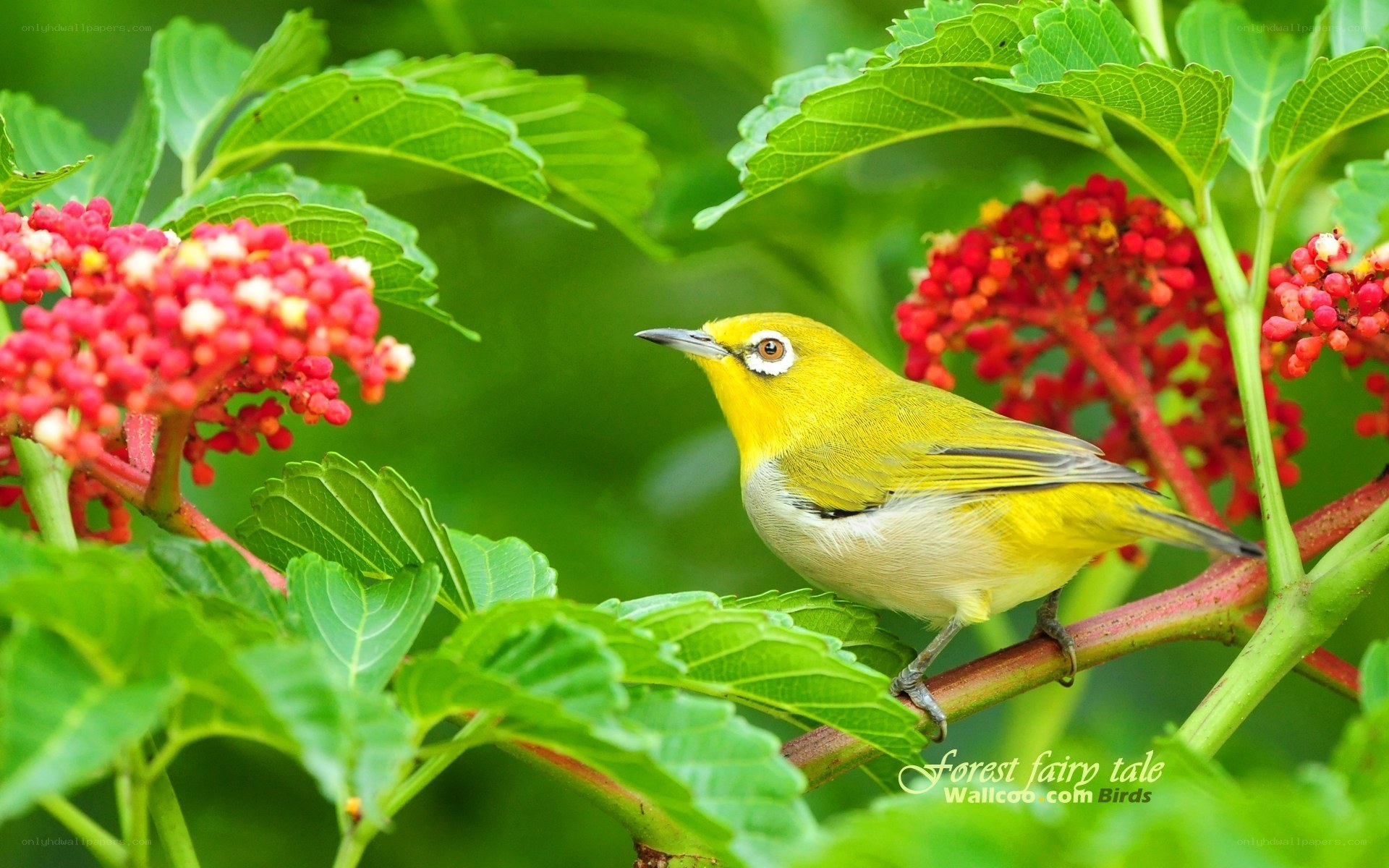 Yellow bird on red berries