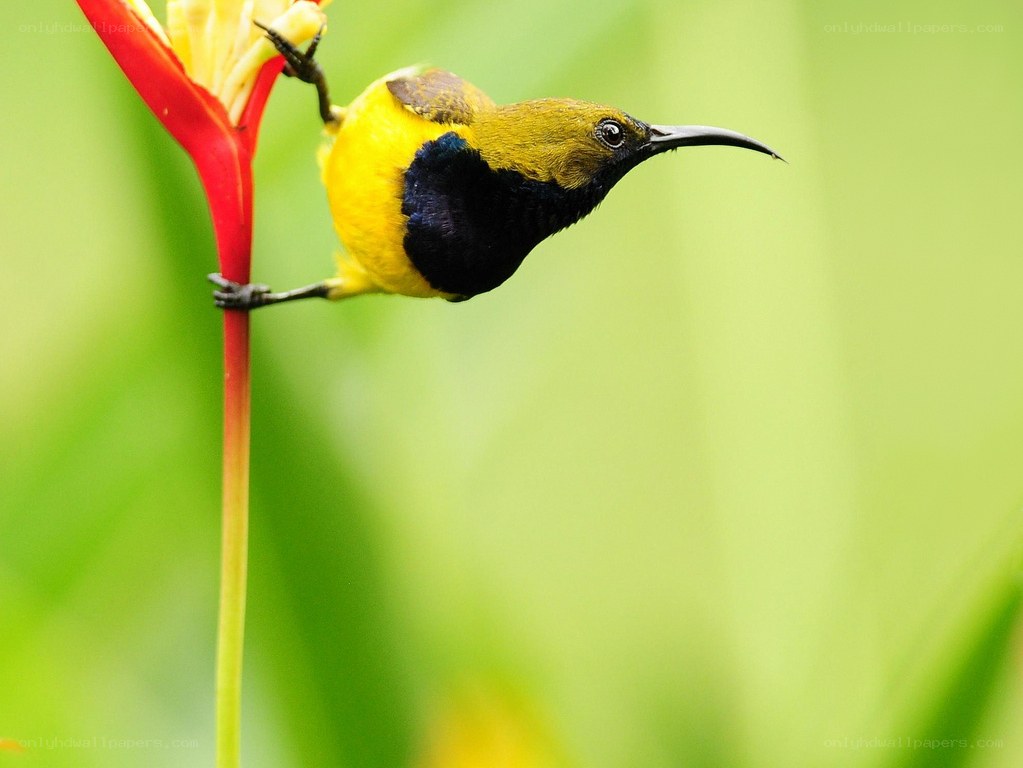 Yellow bird on red flower
