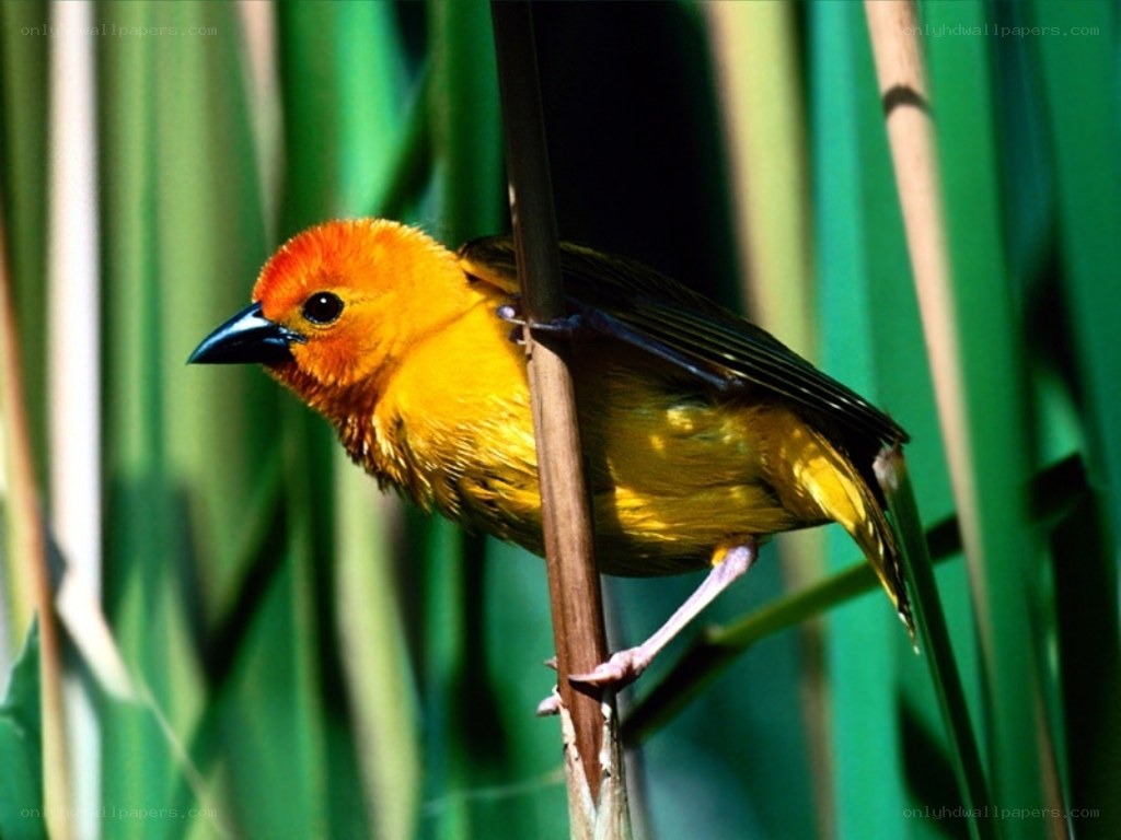 yellow bird on reed