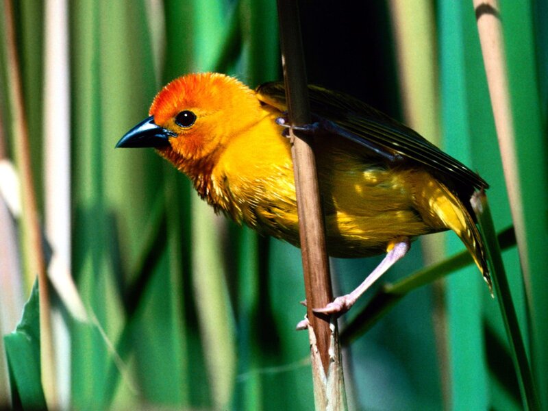 Yellow Bird on Reed — Natural, Afternoon