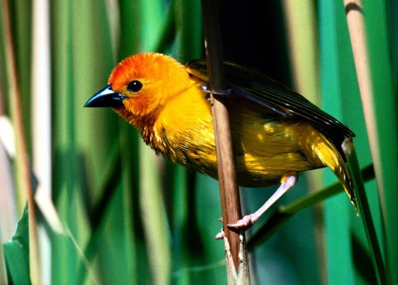 Yellow Bird on Reed — Natural