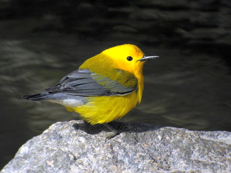 Yellow Bird on Rock — Calm