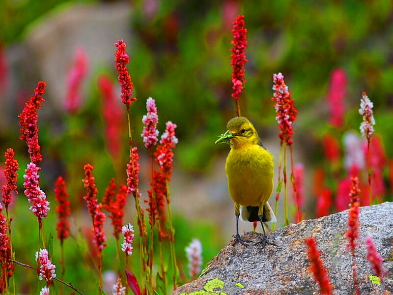 Yellow Bird on Rock — Natural