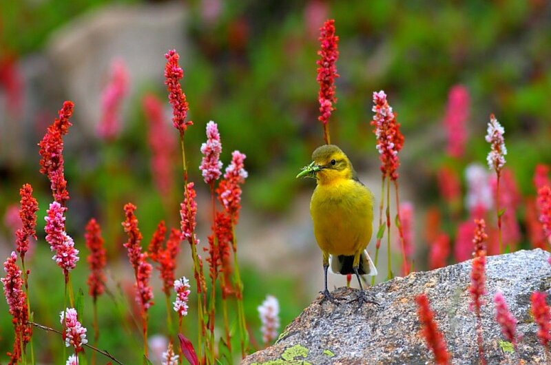 Yellow Bird on Rock