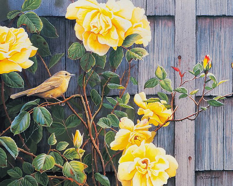 Yellow Bird on Rose Bush — Serene