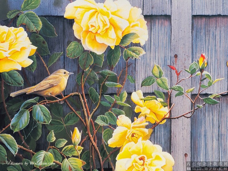 Yellow Bird on Rose Bush