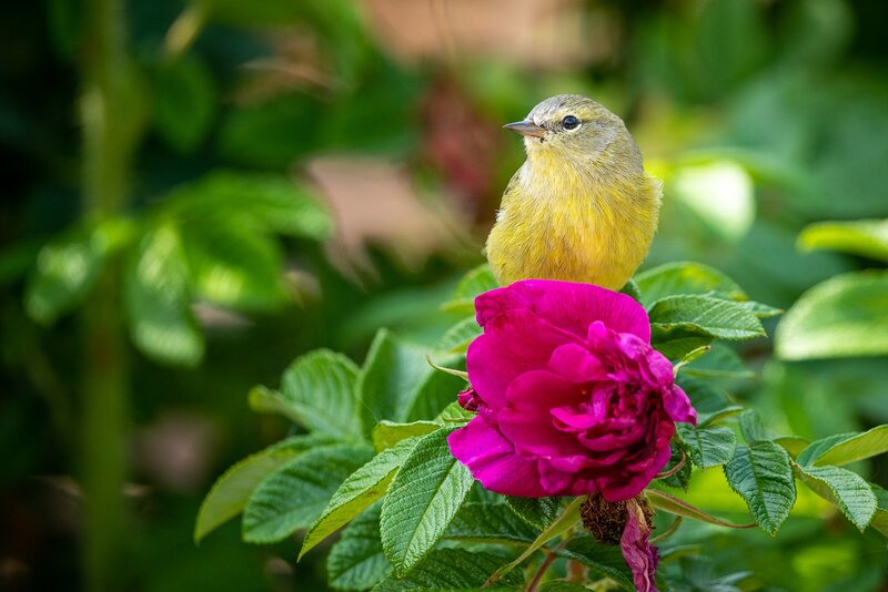 Yellow Bird on Rose