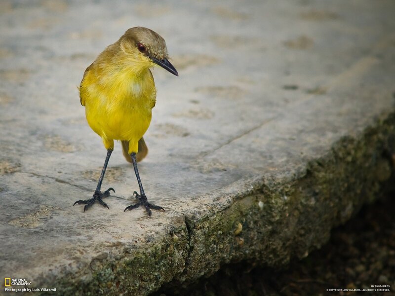 Yellow bird on stone