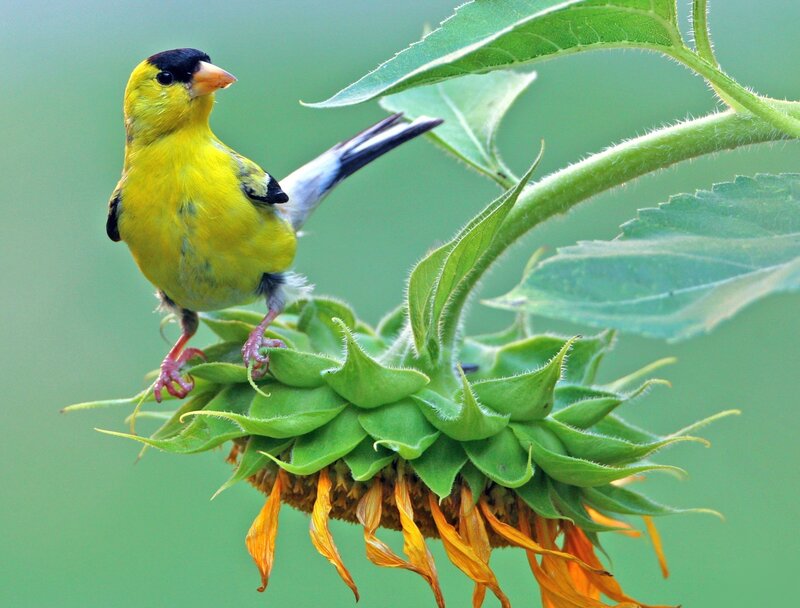 yellow bird on sunflower