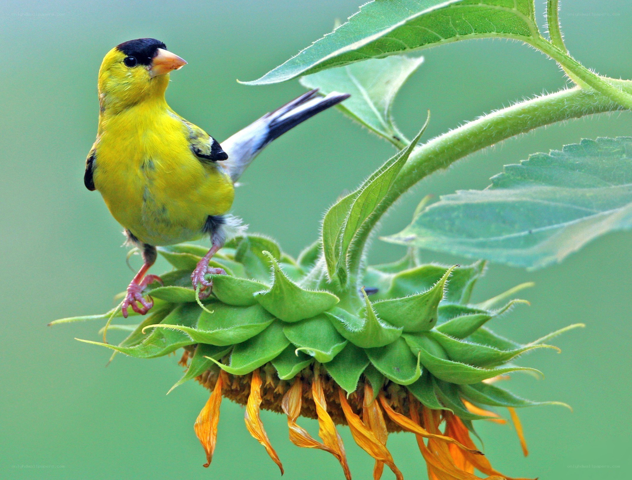 yellow bird on sunflower