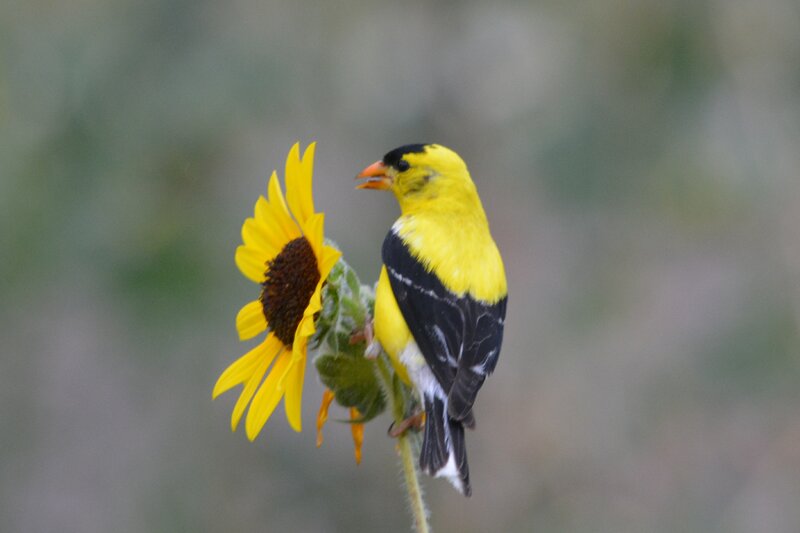 Yellow Bird on Sunflower — Calm, Afternoon