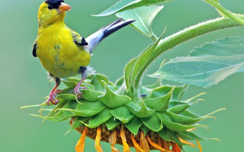 Yellow Bird on Sunflower — Calm