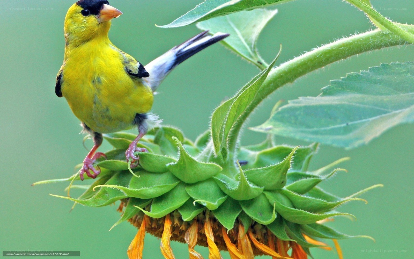 Yellow bird on sunflower