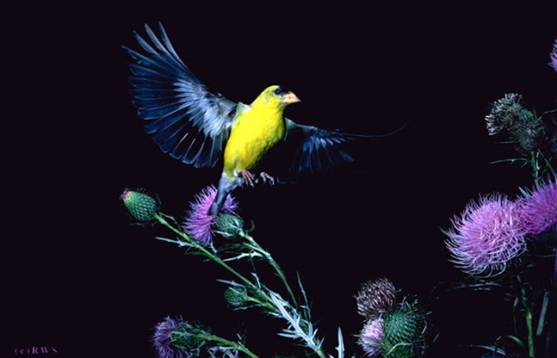 Yellow Bird on Thistle — Dramatic