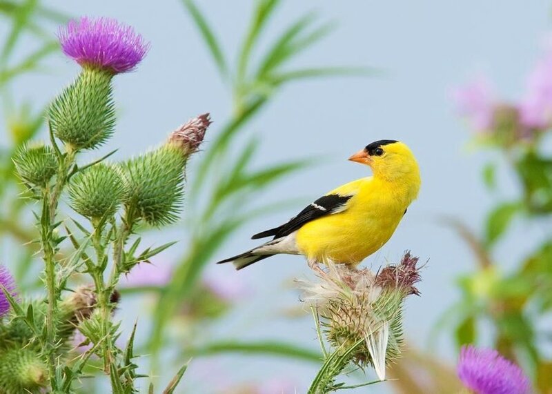 Yellow bird on thistle flower