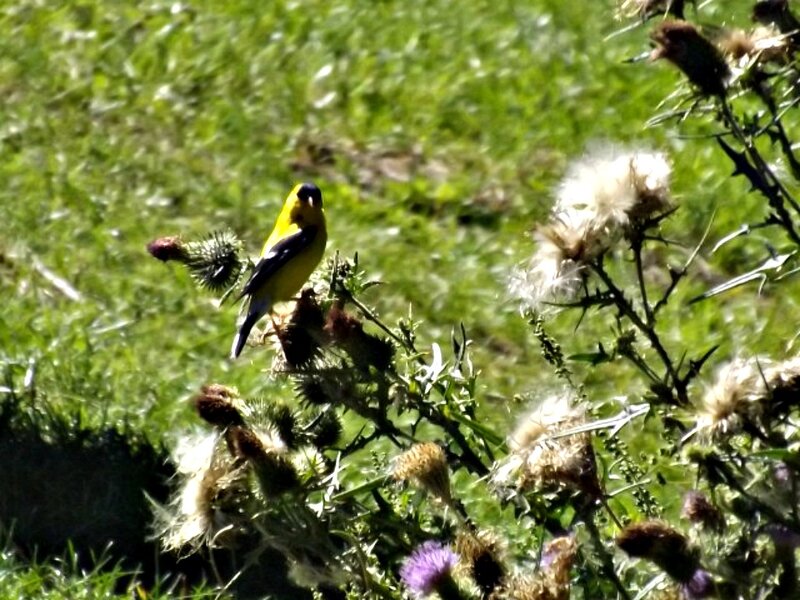 Yellow Bird on Thistle — Natural, Afternoon