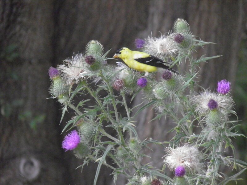 Yellow Bird on Thistle — Natural, Photograph